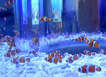 海のはくぶつかん